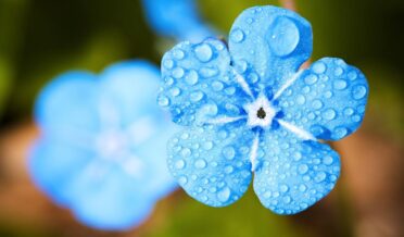 blue flower, dew, dewdrops-2197679.jpg