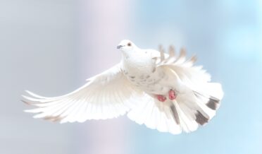 dove, bird, freedom-2680487.jpg