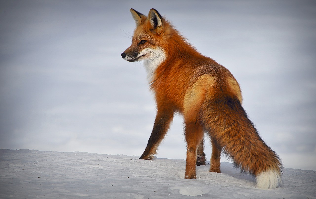 fox, animal, mammal-4893199.jpg
