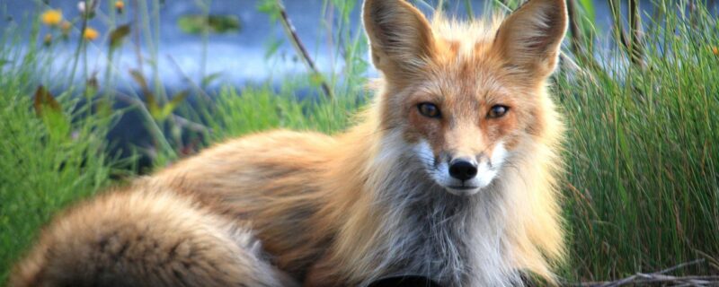 fox, canada, perce-73548.jpg