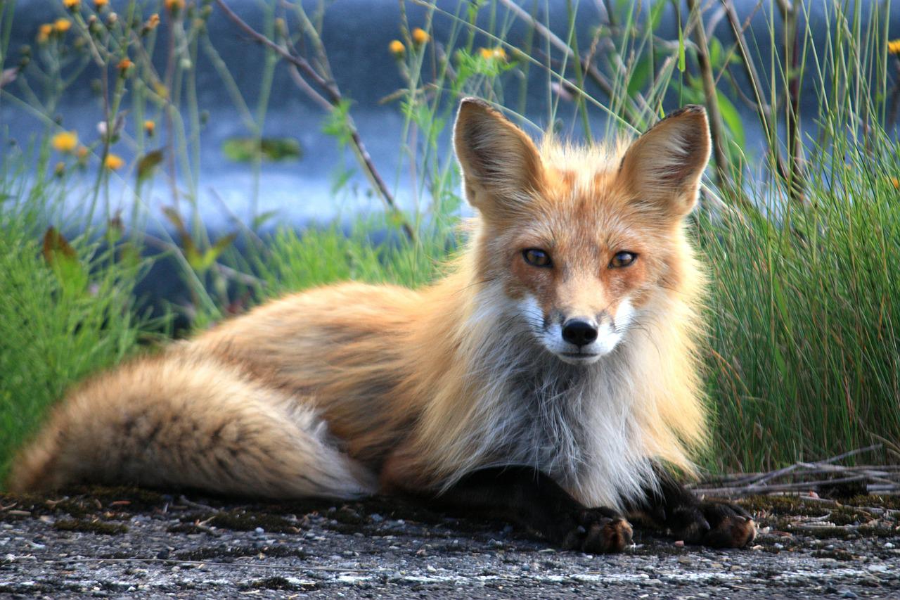 fox, canada, perce-73548.jpg