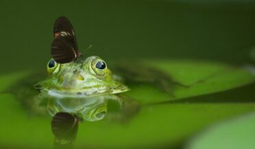 frog, butterfly, pond-540812.jpg