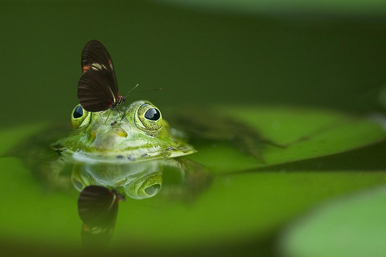 frog, butterfly, pond-540812.jpg