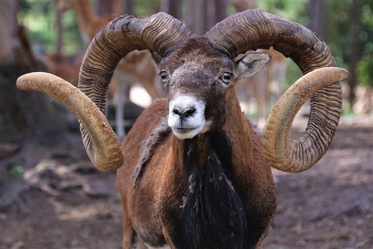 goat, animal, horns-5426559.jpg