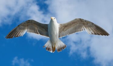 seagull, flying, sky-1511862.jpg