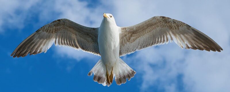 seagull, flying, sky-1511862.jpg