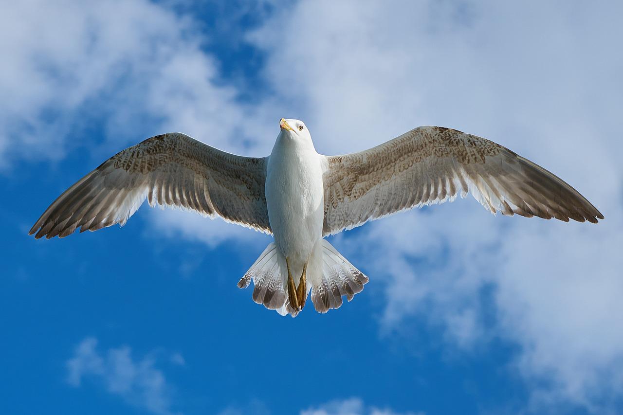 seagull, flying, sky-1511862.jpg