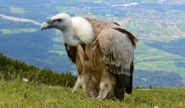 vulture, scavengers, salzburg-708784.jpg