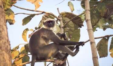 black and white primate sitting on tree branch