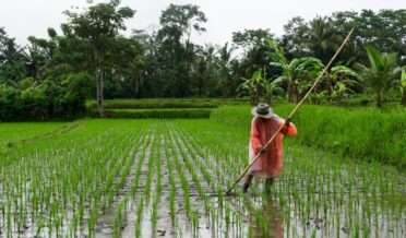 man holding bamboo stick on rice field during daytime