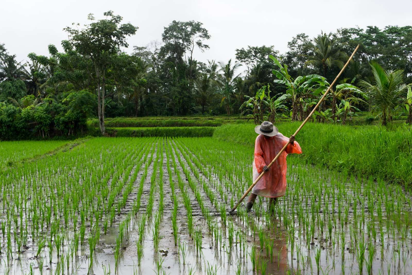 man holding bamboo stick on rice field during daytime